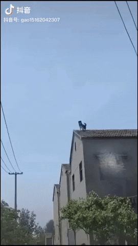 cuteanimalland giphyupload GIF