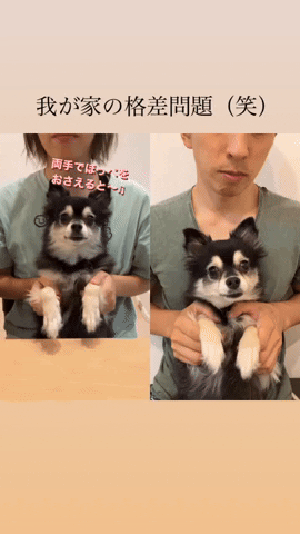 cuteanimalland giphyupload GIF