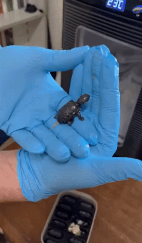 Critically Endangered Tortoises Hatched