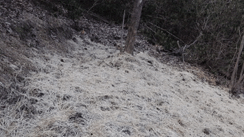 Straw Grass Seed GIF by JC Property Professionals