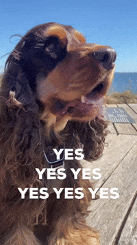 Cute Dog Count Me In GIF