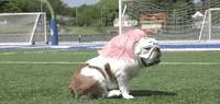 Drake Mascot GIF by DrakeUGriff