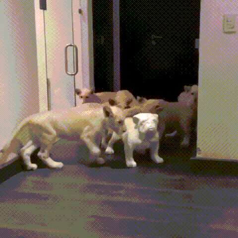 ded GIF