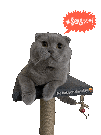 Ne Bakıyon Dayı Dayı Sticker