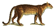 Cat Illustration Sticker