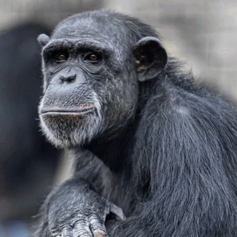 OaklandZoo animals conservation endangered species GIF