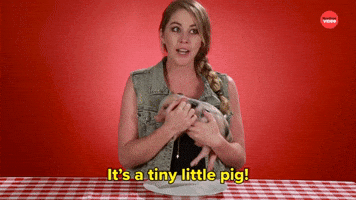 It's a Tiny Pig
