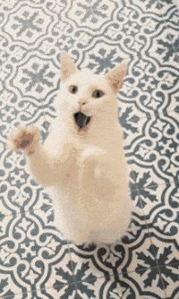 Boytheflipcat GIF