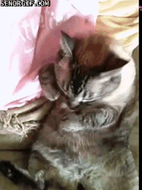 cat cuddle GIF by Cheezburger