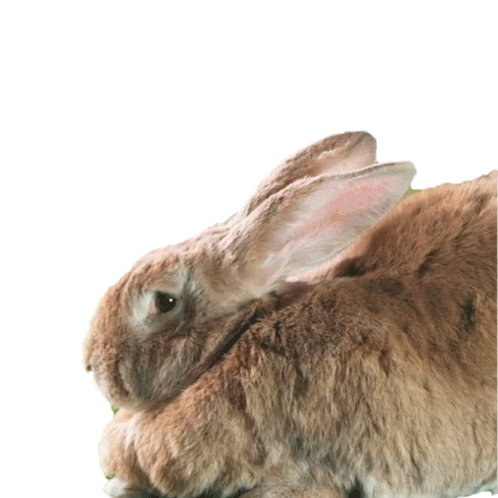 Fun No Sticker by Peter Rabbit Movie