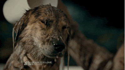 prairie dog GIF