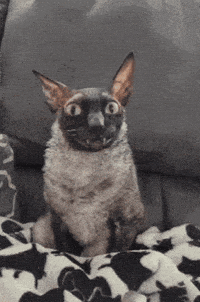 Cat Pixel GIF