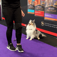 Dog GIF by Westminster Kennel Club