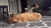 Dog What GIF by KeepUpWithJazAndYumi