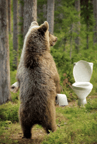 Bears Woods GIF
