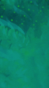 Fine Art Flower GIF by Mollie_serena