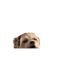 Customer Service Help Sticker by MANGOTEETH