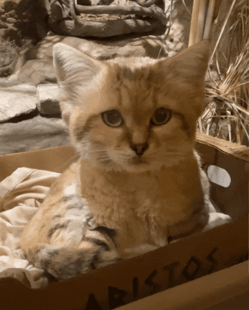 Cats GIF by Brookfield Zoo