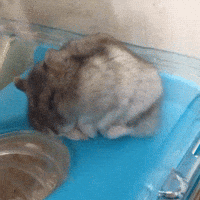 Video gif. A gray hamster sleeps in a ball on a ledge in its cage. It slowly slips and falls into a hole. 