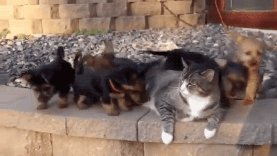 mood GIF
