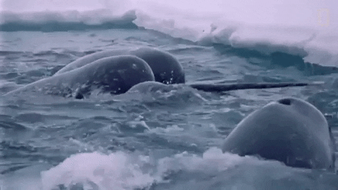 narwhals GIF by Nat Geo Wild