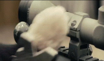 war dog GIF