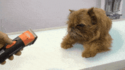 Dogs Stripping GIF by Artero Professional Line