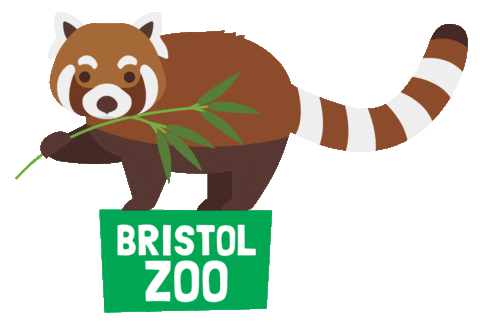 Red Panda Zoo Sticker by BristolZooGardens