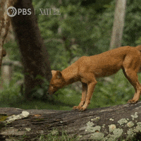 Pbs Nature Dog GIF by Nature on PBS
