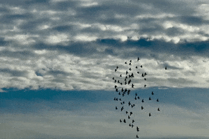 Thisbushwicklife nyc sky birds new york city GIF