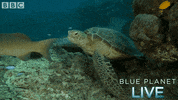 bbc one oceans GIF by BBC