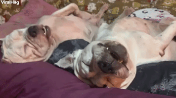 Pair of Pups Nap Peacefully