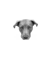 Dog Florida Sticker by impossiblept