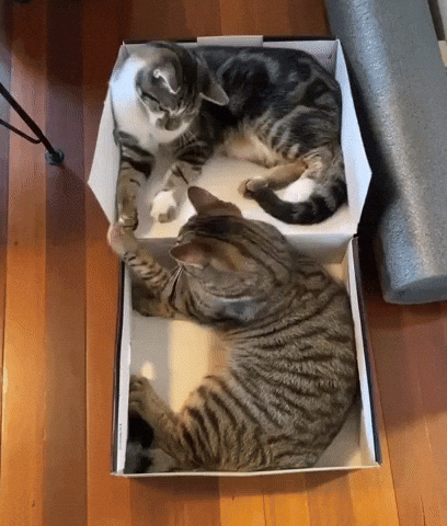 Patty Cake Love GIF