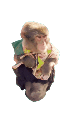Fun Monkey Sticker