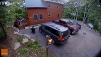 Bear Caught on Video Breaking Into Minivan in New York's Adirondacks