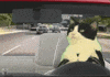 Digital art gif. Black and white tuxedo cat appears to be driving a car, looking in the rearview mirror while cop cars follow.