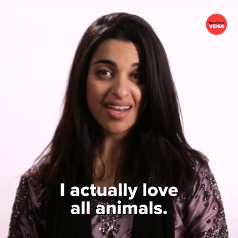 I Love All Animals