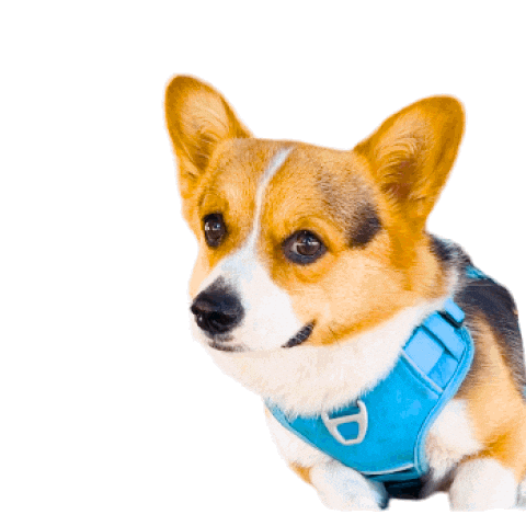 Corgi Polish Sticker