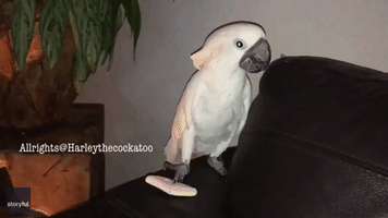 Frustrated Cockatoo Can't Chomp on Candy That's Stuck on Her Claw