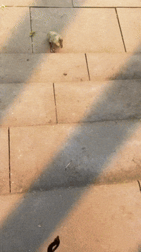 Sport Jump GIF