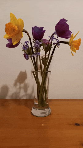 Simongip giphyupload GIF