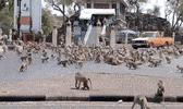 Monkey GIF