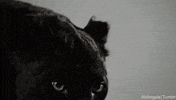 Cat Leopard GIF
