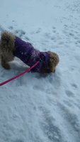 Playful Pup Delights in Early Snowfall in Fargo, North Dakota