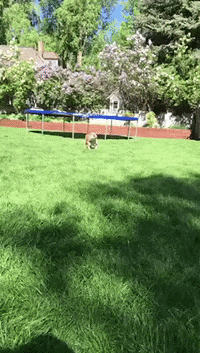 toolia  GIF