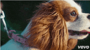GIF by Vevo