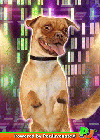 Happy Taylor GIF by PetJuvenate - PJ