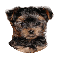 puppies STICKER by imoji