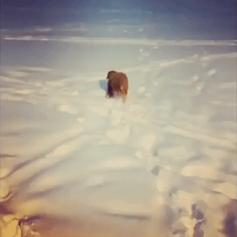 Playful Cockapoo Bounds Over Thick Calgary Snow